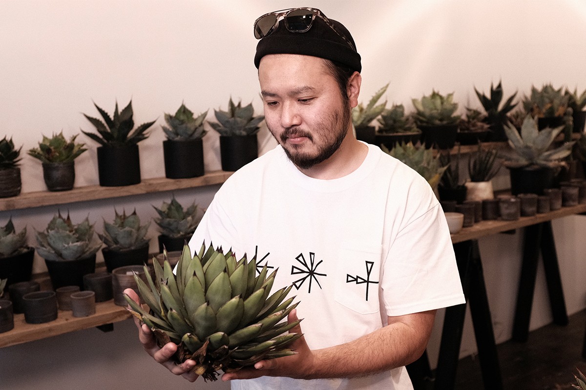 高い素材 稀少 CJ plants PLANTS 塊根 x コーデックス カタチ製作所